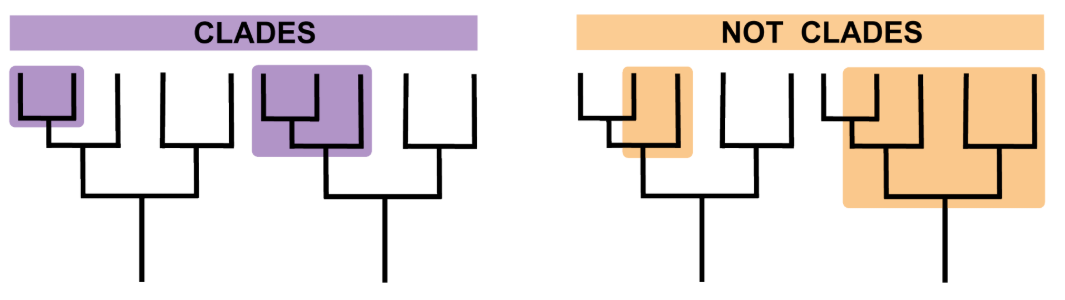 Diagram comparing "clades" and "not clades" with two groups highlighted in purple and orange, respectively.