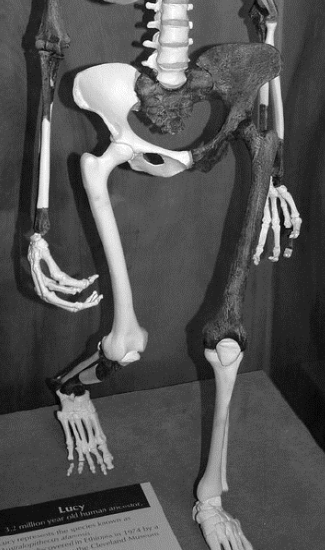 A black and white image of a human skeleton display, showcasing an arm, leg, and torso in an exhibit.