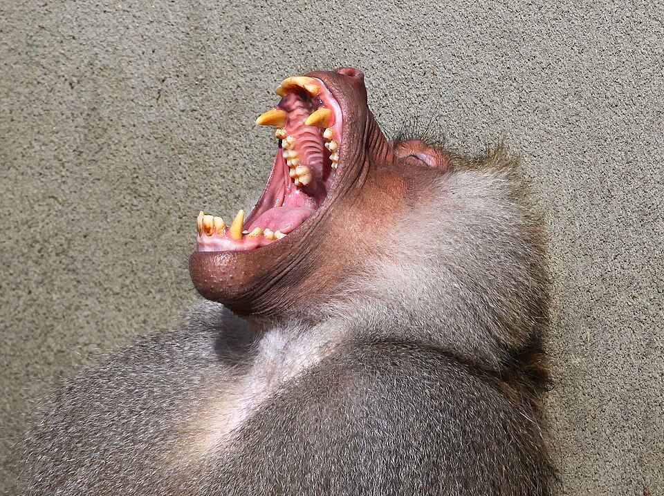 Close-up of a baboon yawning, showcasing its large teeth and expressive features against a plain background.