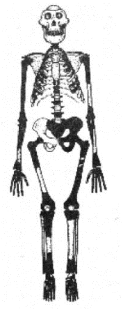 The change in the ribcage from funnel-shaped to barrel-shaped in 3 million years of evolution. Reassembly of the fossil skeleton (black) of "Lucy" (Australopithecus afarensis) compared with the skeleton of a modern human female. The upper thorax is funnel-shaped with narrow shoulders, like modern-day chimpanzees (Figure 12). The blades of the ilia have turned in providing hip mechanics appropriate for erect walking. Compared with the modern adult human female, "Lucy" was much smaller with the relative brain size of a chimpanzee, chimpanzee-shaped thorax, a broad pelvis from iliac flaring and widening of sacral alae (possibly related to gut size), and totally bipedal (Diagram modified from [269] and Burwell et al [149]).