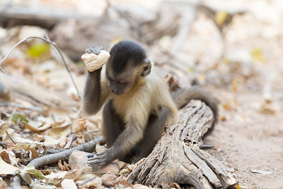 File:Stone tool use by a capuchin monkey.jpg