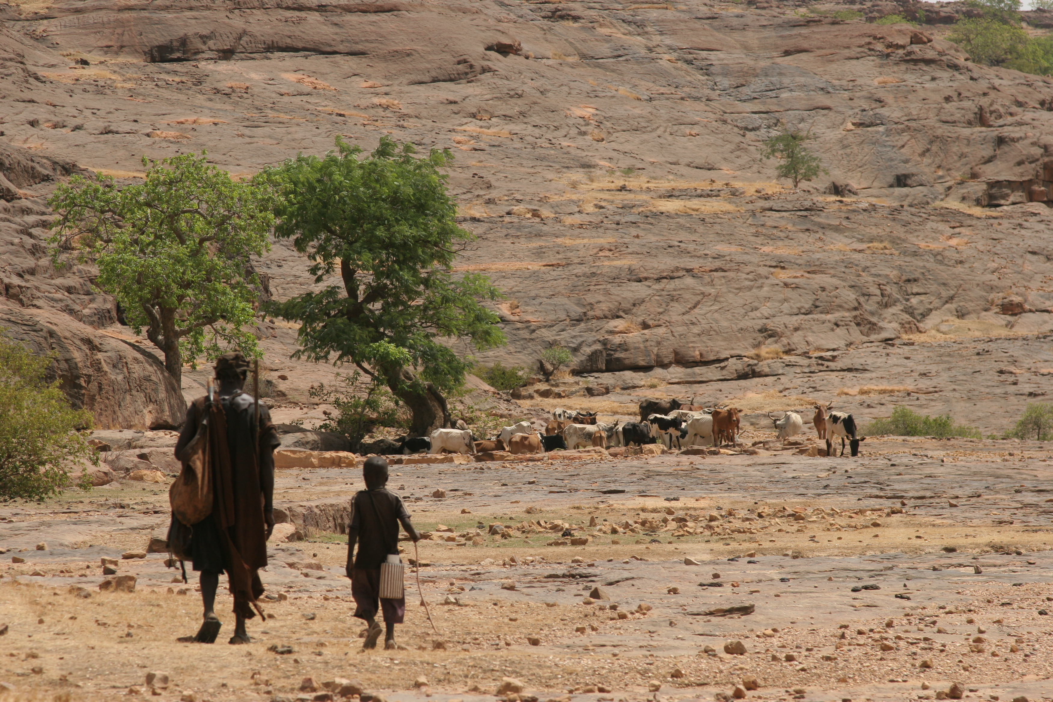 Dogon_cattle_herders,_Mali.jpg