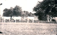 lossy-page1-220px-Tilling_with_Hungarian_Grey_cattles.tif.jpg