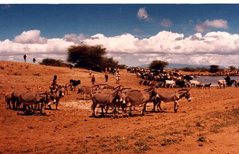 465px-1979_Lake_Turkana_(27115984).jpg