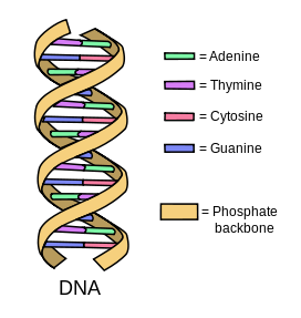 272px-DNA_simple2.svg.png
