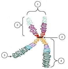 236px-Chromosome2.jpg