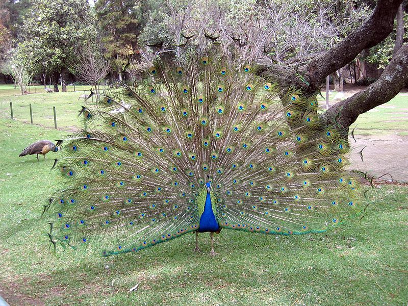 800px-Peacock.jpg