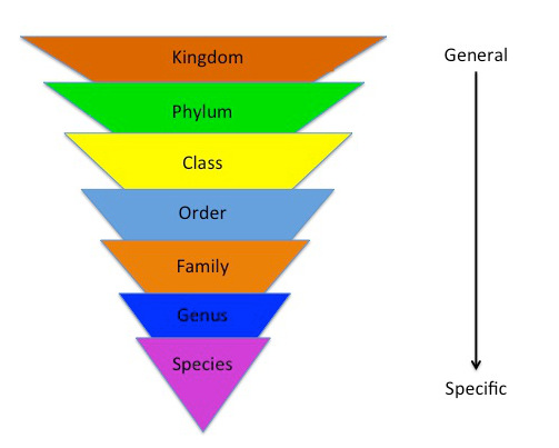 Classification_diagram.jpg