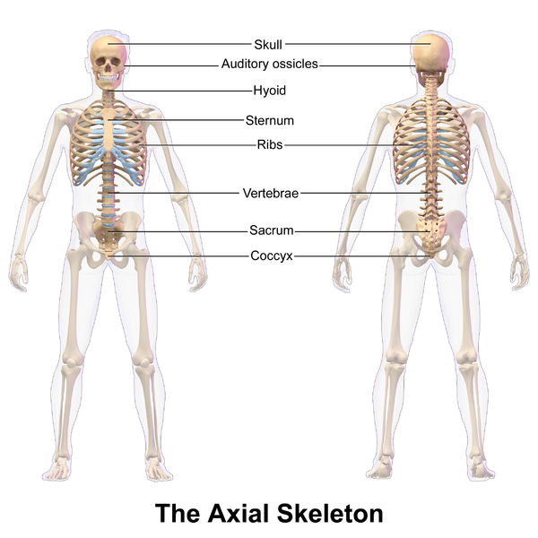 600px-Axial_Skeleton.png