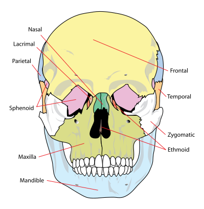 399px-Human_skull_front_simplified_(bones).svg.png