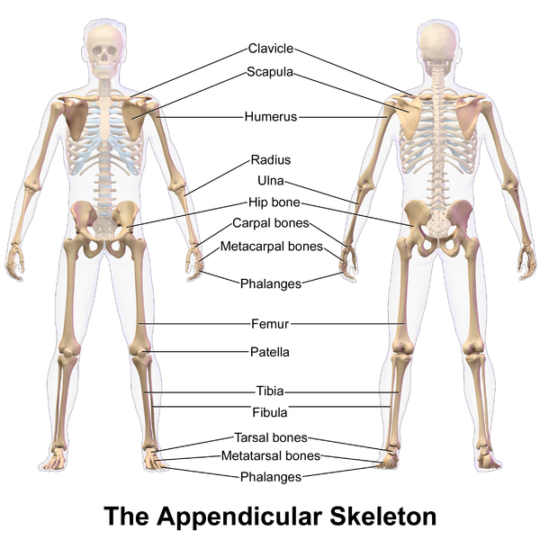 600px-Appendicular_Skeleton.png