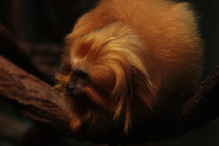 Foto de Tamarín león dorado con su largo pelaje dorado