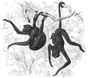 Drawing of two spider monkeys hanging from tree branches using feet and tail while reaching for leaves with hands.