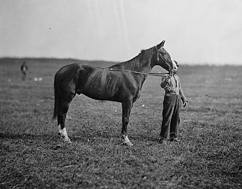 Foto que muestra una vista lateral de un caballo de pie sostenido en su lugar por un hombre que sostiene sus riendas y mordió.