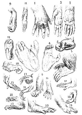 Dibujos de las manos y pies de simios y monos mostrando su gran variedad y similitudes básicas.
