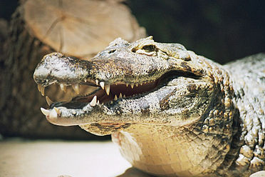 Foto de un Caimán con la boca parcialmente abierta tomada desde el frente mostrando las grandes mandíbulas y dientes del animal.