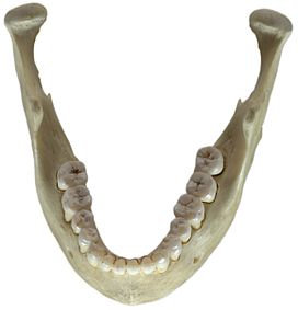 Foto que muestra un hueso de la mandíbula inferior humana destacando sus dientes relativamente pequeños y planos en comparación con animales como el Caimán.