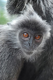 Foto de un mono destacando su cara relativamente plana con ojos colocados muy juntos en la parte frontal de su cara.