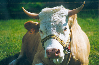 Photo of a cow showing its forward projecting face with its eyes placed far apart on the sides of its face.
