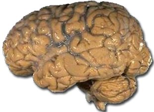 Photo of the entire left side of a human brain showing the many gyri and fissures of the cerebral cortex and cerebellum below.