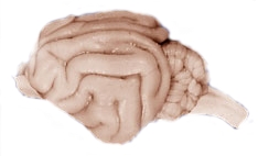 Foto de todo el lado izquierdo del cerebro de un gato con relativamente pocos giros y fisuras en la corteza con cerebelo detrás de la corteza.