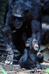 Photo of chimpanzee mother and her baby showing baby chimp sitting in front of its mother using a stick to poke its nostril.