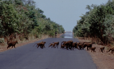 Photo of about 20 baboons crossing a paved road from a forest on the left side to the forest on the right side of the road.