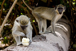 Photo of two monkeys, one stands looking at the camera; while the other, with head down, pokes a piece of food it holds.
