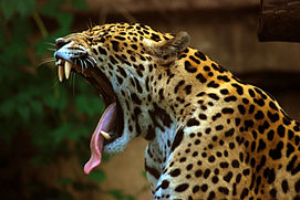 Photo of spotted Jaguar with jaws fully open showing its large, sharp canine teeth.