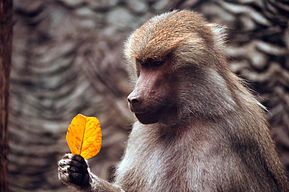 Photo of a baboon looking closely at a yellow leaf that it is holding in its right hand.