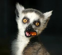 Closeup photo of the face of a lemur eating fruit.