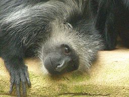 Photo of a resting Colobus monkey with its eyes open and its head down on the top of a yellow block wall.