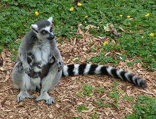314px-Ring_tailed_lemur_and_twins.jpg