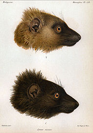 Dibujos de las cabezas de dos variedades de lémur, la superior es marrón y la inferior es negra.