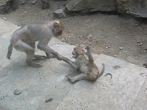 Photo of a larger macaque monkey forcefully dragging a smaller macaque on its back by its hand over a flat rock. 