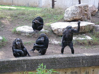 Chimpancés en un recinto zoológico, dos de ellos están sentados, uno estampa en el suelo, uno levanta una mano por encima de su cabeza.