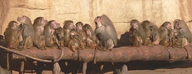 Photo of about 20 female and infant baboons seated on a large log with a large male baboon vocalizing in the group's center. 