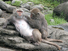 Photo of a macaque monkey lounging on a rock while a second macaque carefully picks at its fur with full attention to the task.