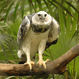 Closeup photo of a large Harpy Eagle, wings folded against its body, standing with its large claws grasping a large tree limb.