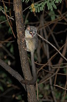 Flash photo of a bush baby clinging to a tree at night with its yellow eyes aglow and its long tail hanging down from its body.