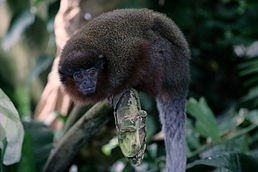 Photo of a dark brown furry Titi monkey sitting in a tree, its black face toward the camera and its thick tail extending below.