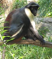 Diana Monkey sitting on a leafy tree limb looking at the camera with its black and brownish body and white arm and belly.