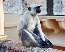 Profile photo of a Southern Plains Hanuman Langur, with its longish gray coat, sitting on a stone ledge of a temple in India.