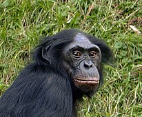 Foto de primer plano del hombro derecho y la cara de un chimpancé bonobo en una zona cubierta de hierba mirando directamente a la cámara.