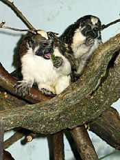 A pair of tiny Tamarins sitting close together on crisscrossing tree branches, holding food to their mouths with long fingers.
