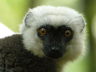 400px-White-headed_Lemur,_Masoala_National_Park,_Madagascar_2.jpg