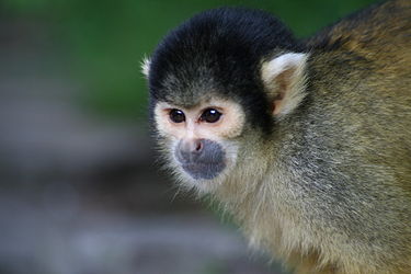 375px-Bolivian-squirrel-monkey.jpg