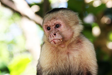375px-White-faced_capuchin_monkey_Manuel_Antonio.jpg
