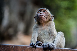 262px-macaca_fascicularis_-_cangrejo_comer_macaque_-_krabi_-_tailandia_ (12236853194) .jpg