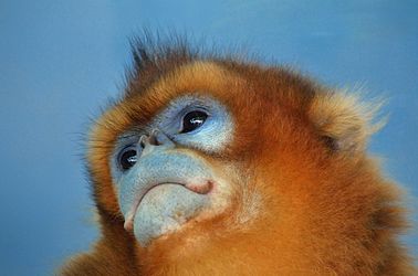 378px-Face_of_a_golden_snub-nosed_monkey.jpg